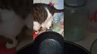 Сертрализонька украла курицу