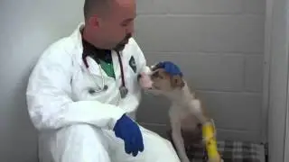 Volunteer Veterinarians/Vet Techs needed to help displaced animals!