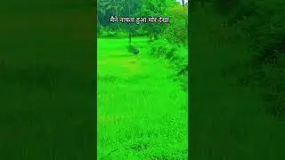 मैने नाचता हुआ मोर देखा#मोर #मोरनृत्य #मोरपंख