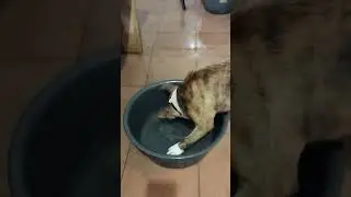 Ах, баня, баня, баня...
