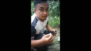 Foto macro objek semut/serangga mengangkat bunga rumput