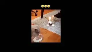Нарезка приколов с кошками