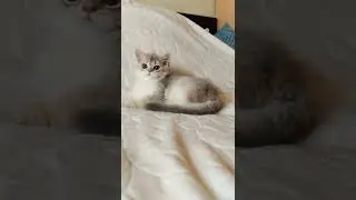 Когда заждался родителей 😁 в питомнике есть свободные шотландские котята, доставка ☎️89033443877