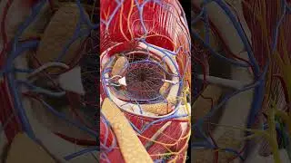 👁️ Unveiling the Nerves and Blood Vessels of the Eye 👁️