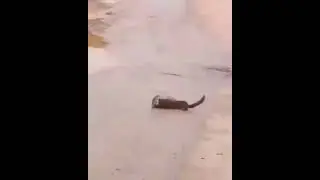 weasel killing a rat