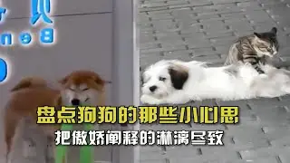 盘点狗狗的那些小心思！把傲娇阐释的淋漓尽致，狗狗心思都在脸上
