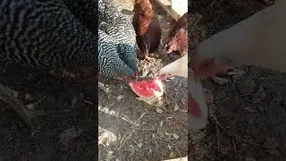 backyard chickens LOVE watermelon | backyard chickens