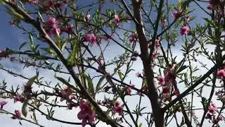 Flor pessegueiro