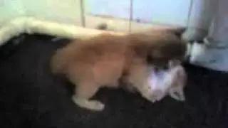 combat de petits chatons