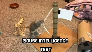 Testing the mouse's intelligence by putting challenges on his way. Will he succeed?