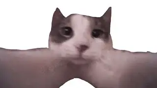 cat kiss