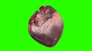 Beating Human heart animated free green screen free stock footage