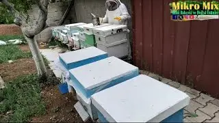 Kat sonrası kontrol şart, yoksa oğul verir. Düzenli kontrole devam.