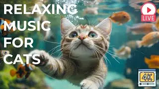 🔴[LIVE] Music for Cats🎵 Cat Music for Relaxation 🐶 🎵 Separation Anxiety Music for Cats Relax🔴