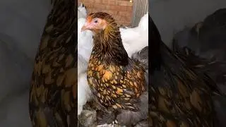 Они - воплощение красоты и любви🥰😌😍
