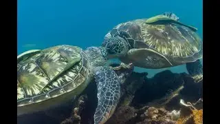 The Amazing Life Cycle of Turtles: From Mating to Adulthood!! 