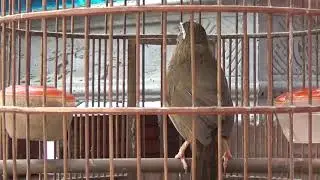 Họa Mi Tam hoàng siêu mỏ