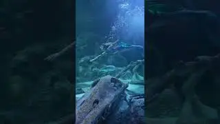 #aquarium #aquariumfish #aquário #aquario #aqua