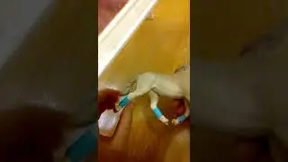 Небольшой обзор по моей самодельной амуниции