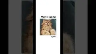 Unique cat breeds! (i’m back lol) #music #cat #kitten #fyp #tiktok #cute