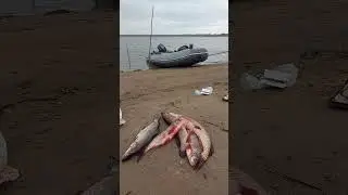 Рыбалка Обь.Муксун.Нельма.
