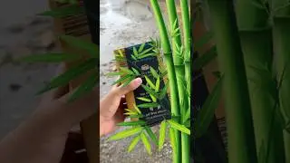Unique TWS From OPPO ! - Bamboo Parts Inside
