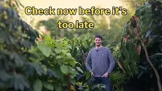 Mid November weather talk and greenhouse surprises