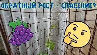 Виноград ожил после обрезки! Что даёт обратный рост — наглядно!