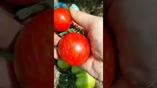 Сбор урожая томатов открытого грунта.