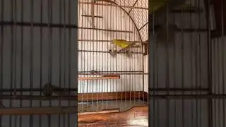 Eliminando o ácaro de traqueia!