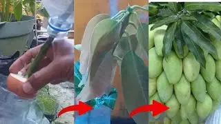 Best techniques growing manggo tree to bears much fruit with red onion