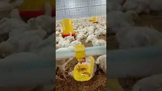 Tempat minum ayam otomatis hemat air dan tanpa ribet