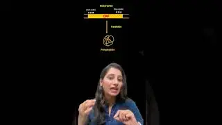MONOCISTRONIC V/S POLYCISTRONIC mRNA