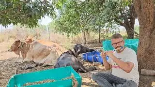 गाईंच्या सोबत बासरी वादन - गाणे ओळखा आणि कॉमेंट मध्ये सांगा 