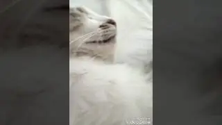 Кошачий реп от маруськи