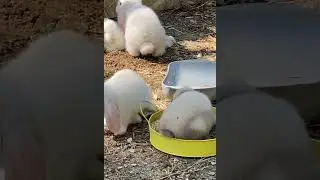 🐰🐰🐰🧡