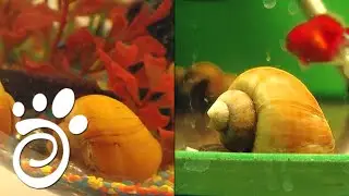 Аквариумные Улитки Ампулярия И Физа. Все О Домашних Животных.