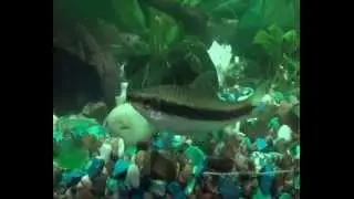 Сіамский водорослоїд
