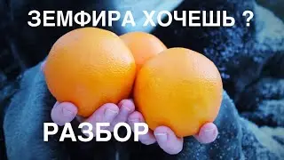 ЗЕМФИРА - ХОЧЕШЬ? // Разбор на УКУЛЕЛЕ