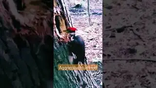 aggressive hud hud #hudhud #birds #angrybirds #huda