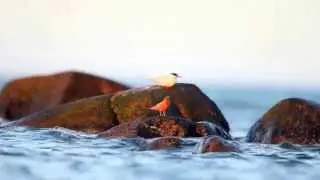 Grey Phalarope (Phalaropus fulicarius)