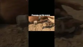 Лошадь  когда  не хочет возить людей