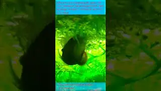 РАЗВЕДЕНИЕ ЖЕМЧУЖНЫХ ГУРАМИ
