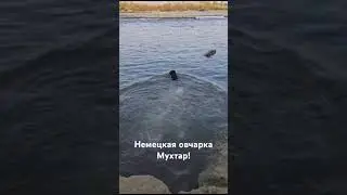 Мухтар!!!