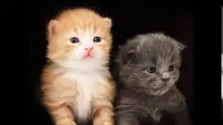 зшлф - Pikabu.ru