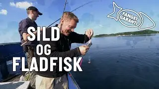 SILD OG FLADFISK // FANGSTGARANTI