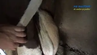 Мастит в селе. Лечение.
