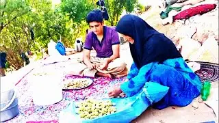 Mrs. Samira collecting almonds in her camping