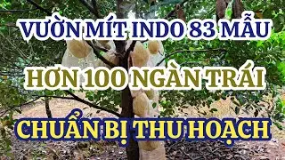 VƯỜN MÍT 83 MẪU Ở VŨNG TÀU. HƠN 100 TRÁI CHUẨN BỊ THU HOẠCH