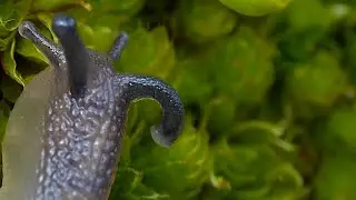 snail 🐌 on Moss - Macro Videography - sony + Raynox DCR-250 - Macro Shots